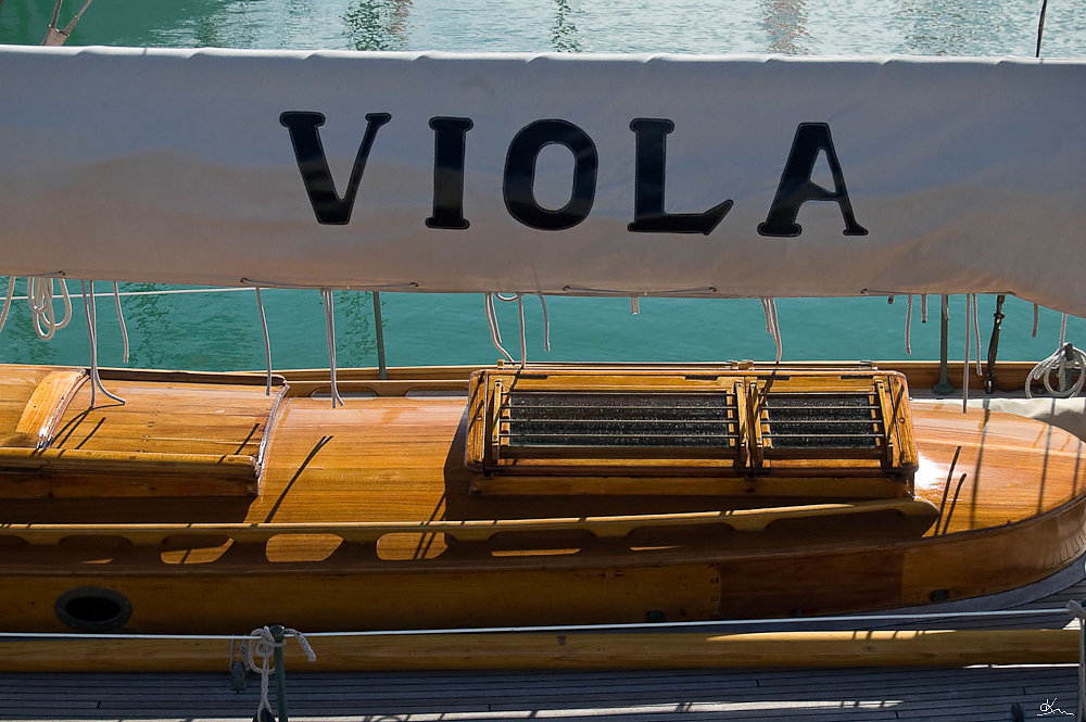 Viola