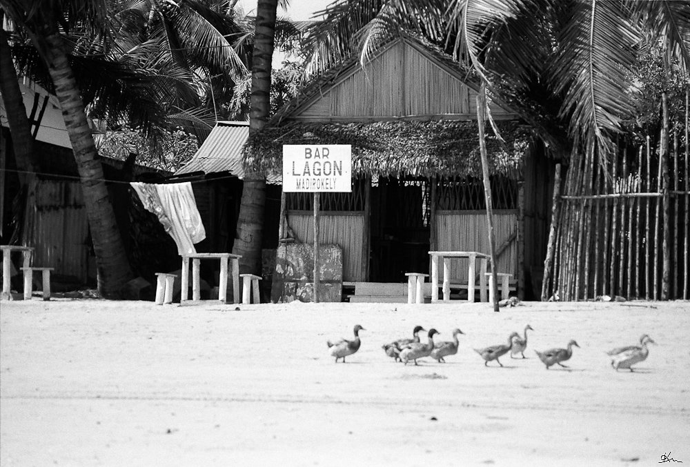 Canards à la plage - Alefa !! Ile de Nosy Be, Madagascar 1998