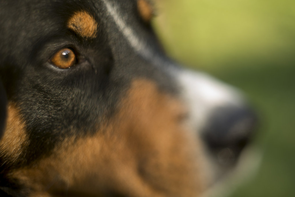 Luigi (Helios 44-2 58mm f2 sur monture souple)